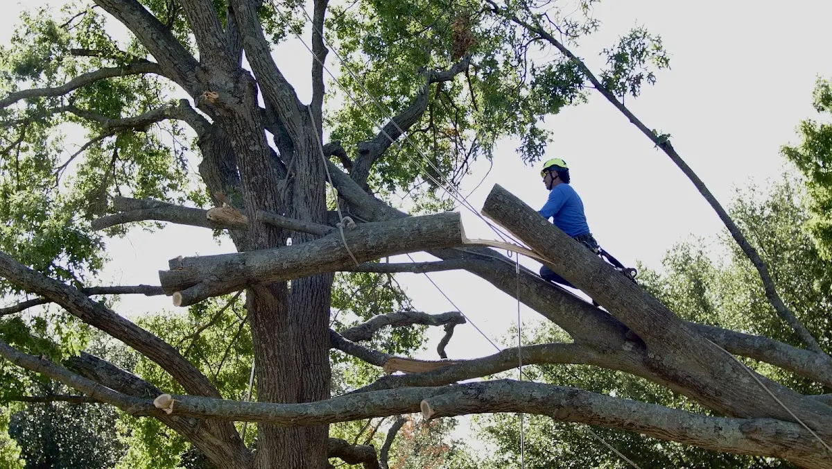 Professional Crown Thinning performed by certified arborists in Gwinn