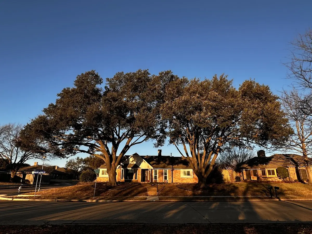 Established residential canopy tree shading a home in Gwinn